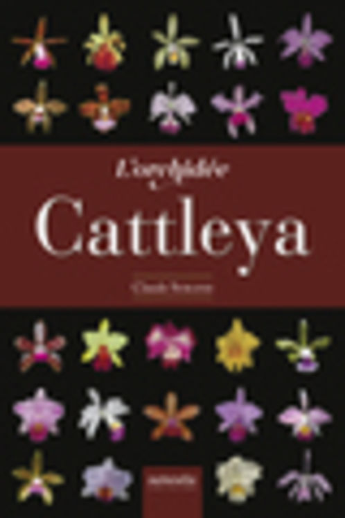 ORCHIDEE CATTLEYA